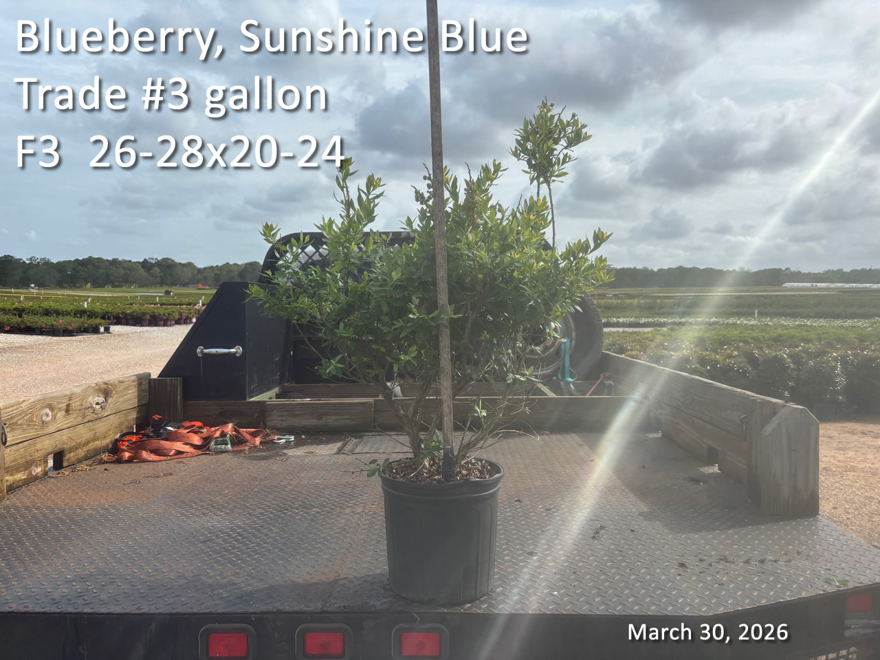 gallery/bsb3t f3 mar30.jpg